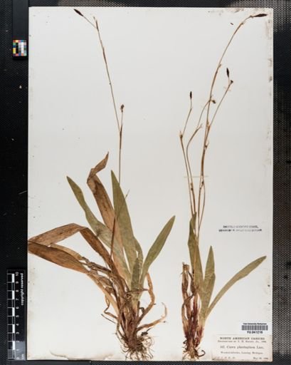 Carex