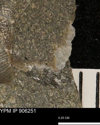 undet. Mollusca