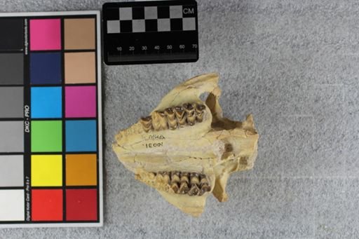 Merycoidodon culbertsoni