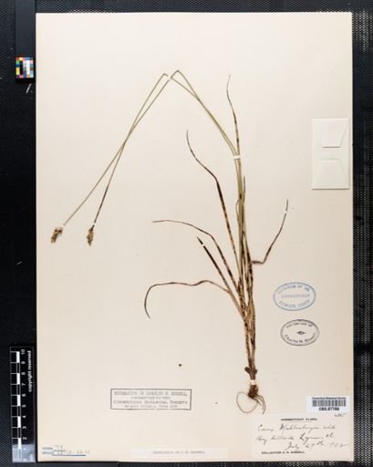 Carex muehlenbergii