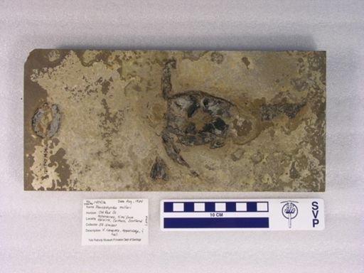Pterichthyodes milleri