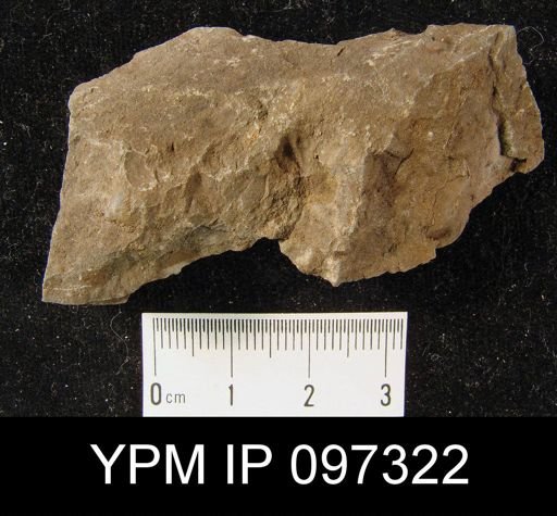 Hyattidina congesta