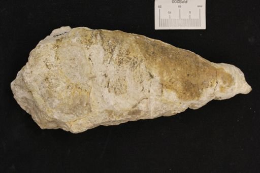 Pirgulia