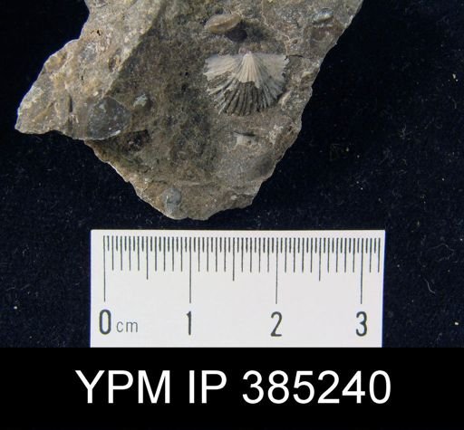 Tropidoleptus sp.