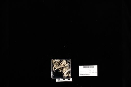 Sceloporus magister