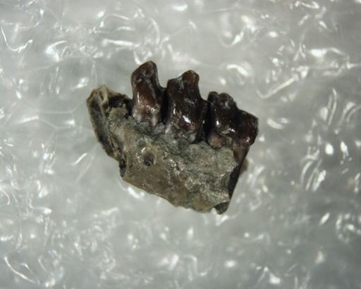 Tetonius matthewi