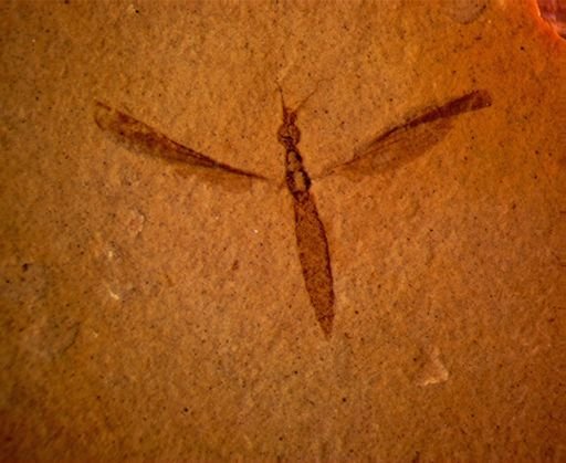 undet. Tipulidae