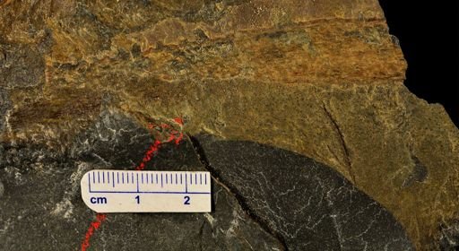 Drepanophycus sp.