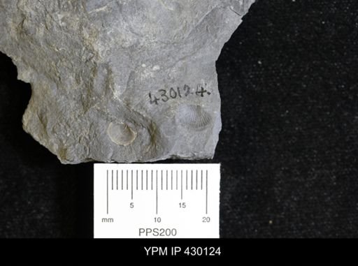 Devonochonetes sp.