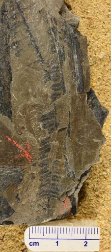 Pecopteris sp.