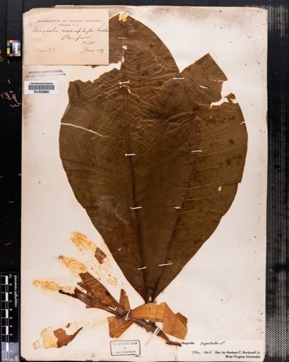 Magnolia tripetala