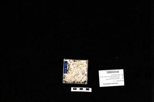 Lepisosteus platostomus