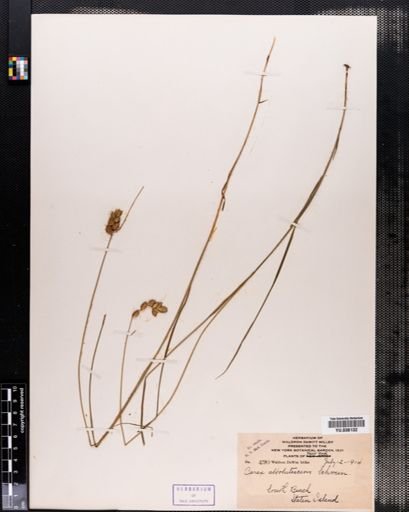 Carex albolutescens