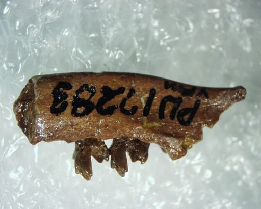 Palaeictops sp.
