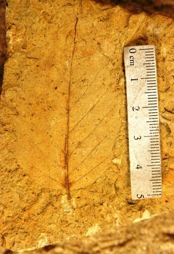 Betula vera
