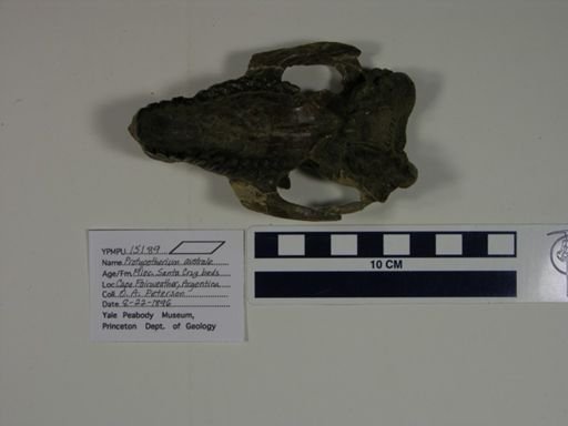 Protypotherium australe