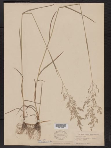 Agrostis alba