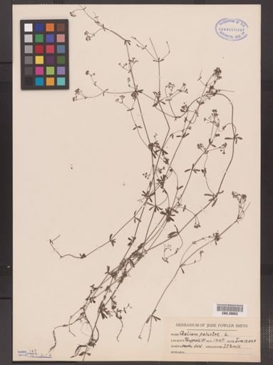 Galium palustre