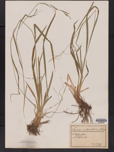 Carex