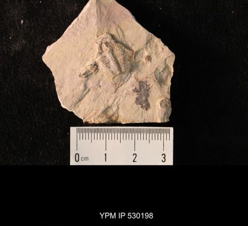 Elrathia kingi