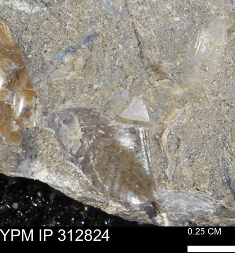 Phelopteria linguaeformis