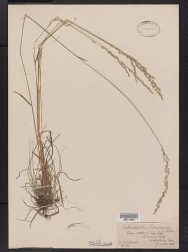 Sphenopholis nitida