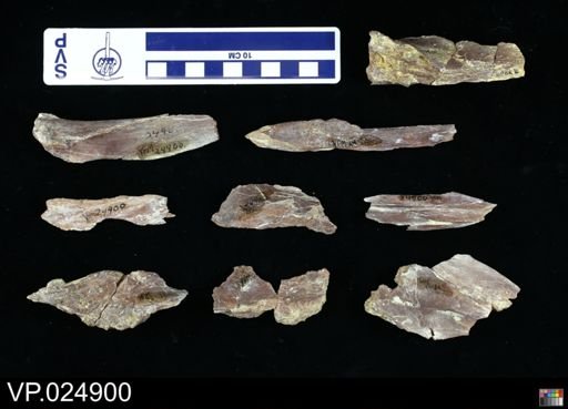 Platecarpus tympaniticus