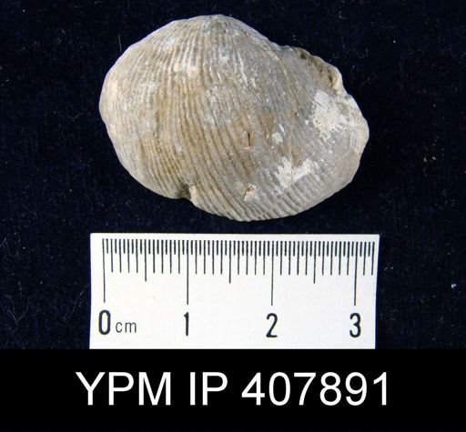 Linoproductus?