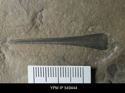 undet. Eurypterida