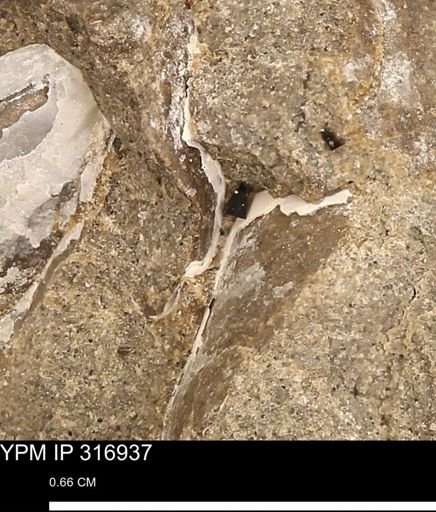 Phelopteria