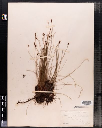 Eleocharis melanocarpa