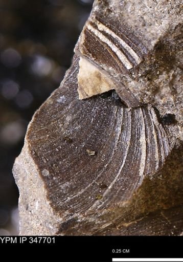 undet. Bivalvia