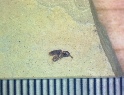 Curculionoidea?