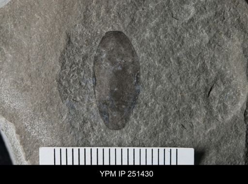 Eurypterus sp.