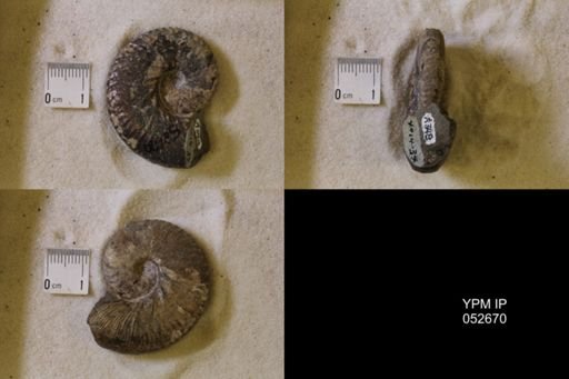 Hoploscaphites comprimus