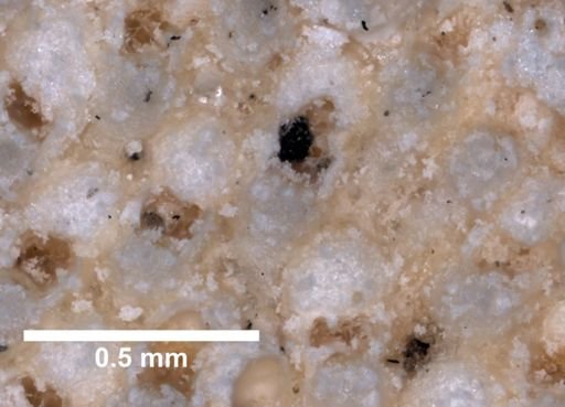 Porella acutirostris