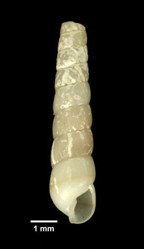 Turbonilla smithii