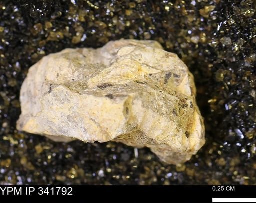 Scaphites?