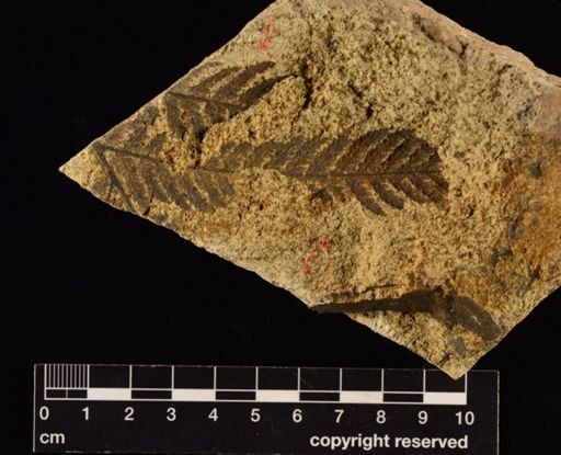 Cladophlebis impressa
