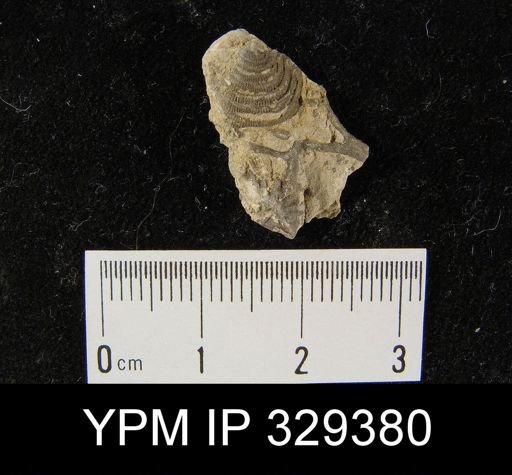 Leptaena sp.