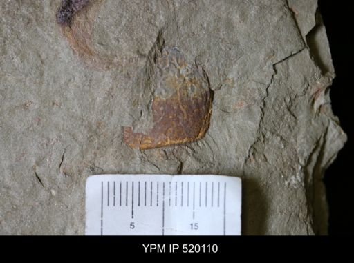 undet. Arthropoda