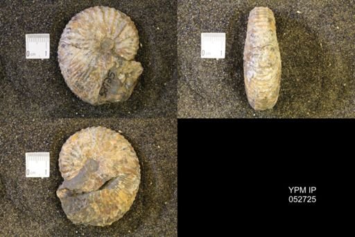 Jeletzkytes nebrascensis