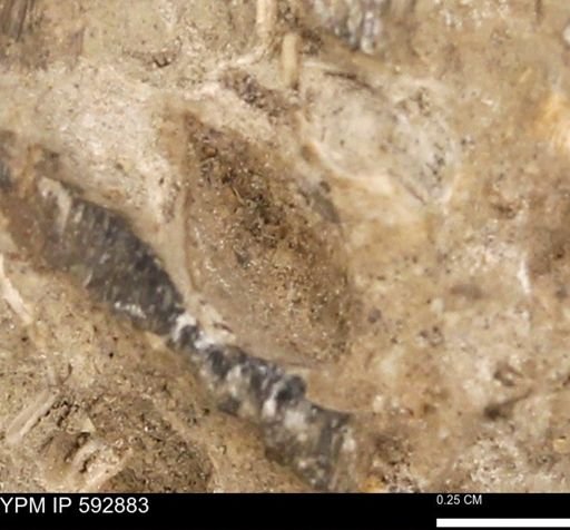 undet. Mollusca