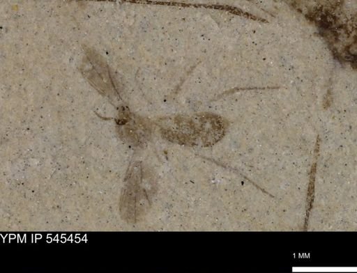 undet. Diptera