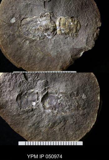 Anthracaris gracilis