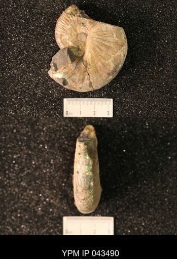 Hoploscaphites nicolletii