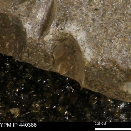 Protocardia subquadrata