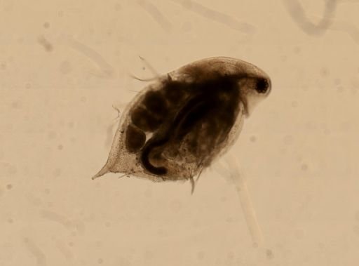 Daphnia pulex