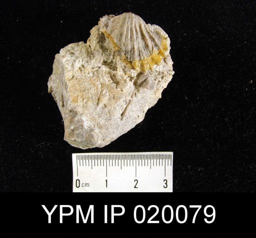 undet. Orthotetida