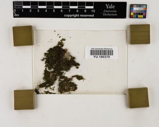 Plantae